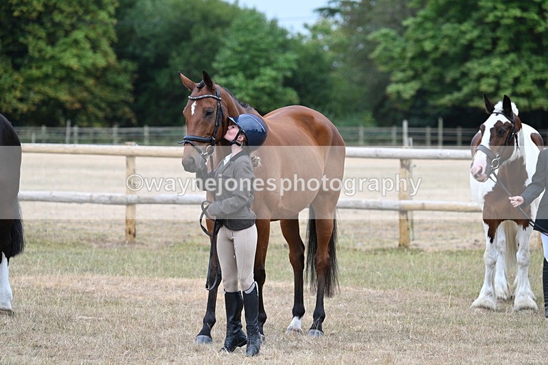 WJ7_9941 - Class 5a Most Handsome Gelding (above 14.2hh)