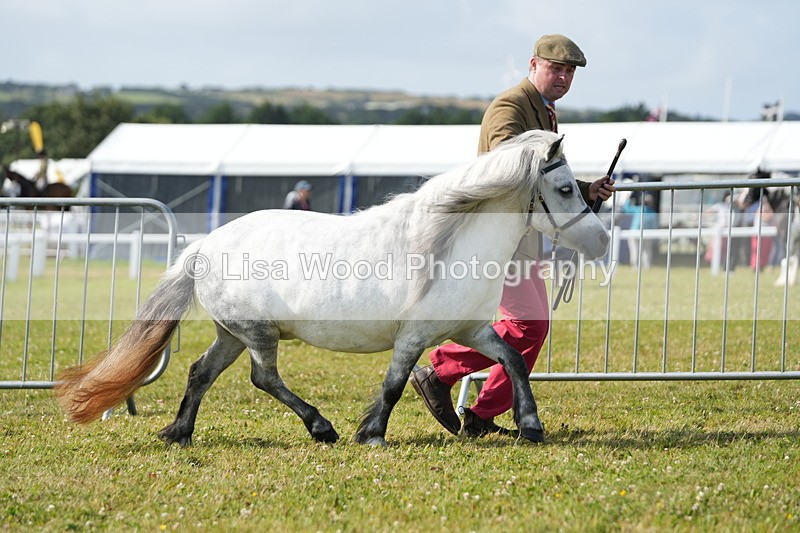 DSC05172 - Class 49: NPS Shetland 4 years and over