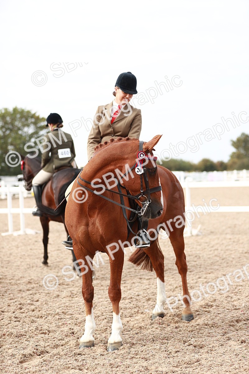 SBM_17562 - Class 215 Ridden Hack/ Riding Horse
