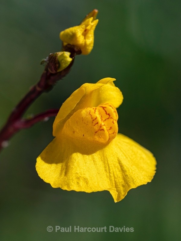 Southern bladderwort (Utricularia australis) - Flower Portraits