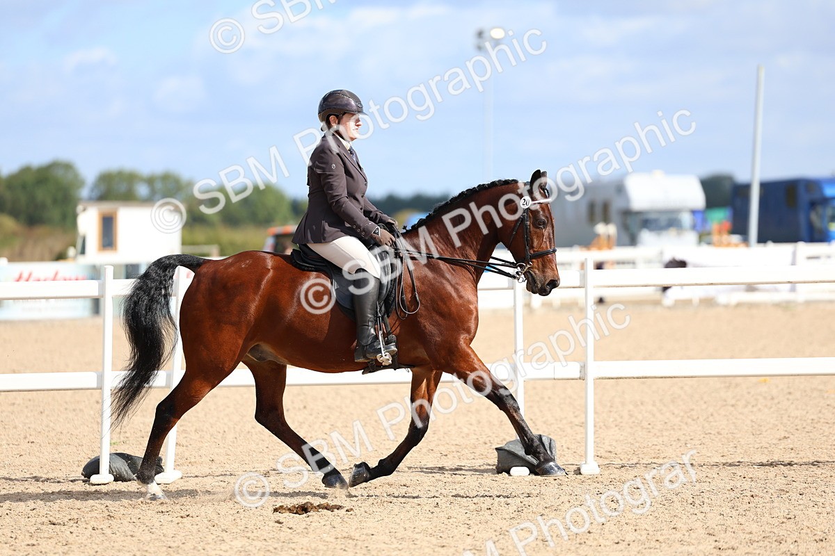 SBM_10910 - Class 305 - Ridden Foreign Breeds - Pure Bred