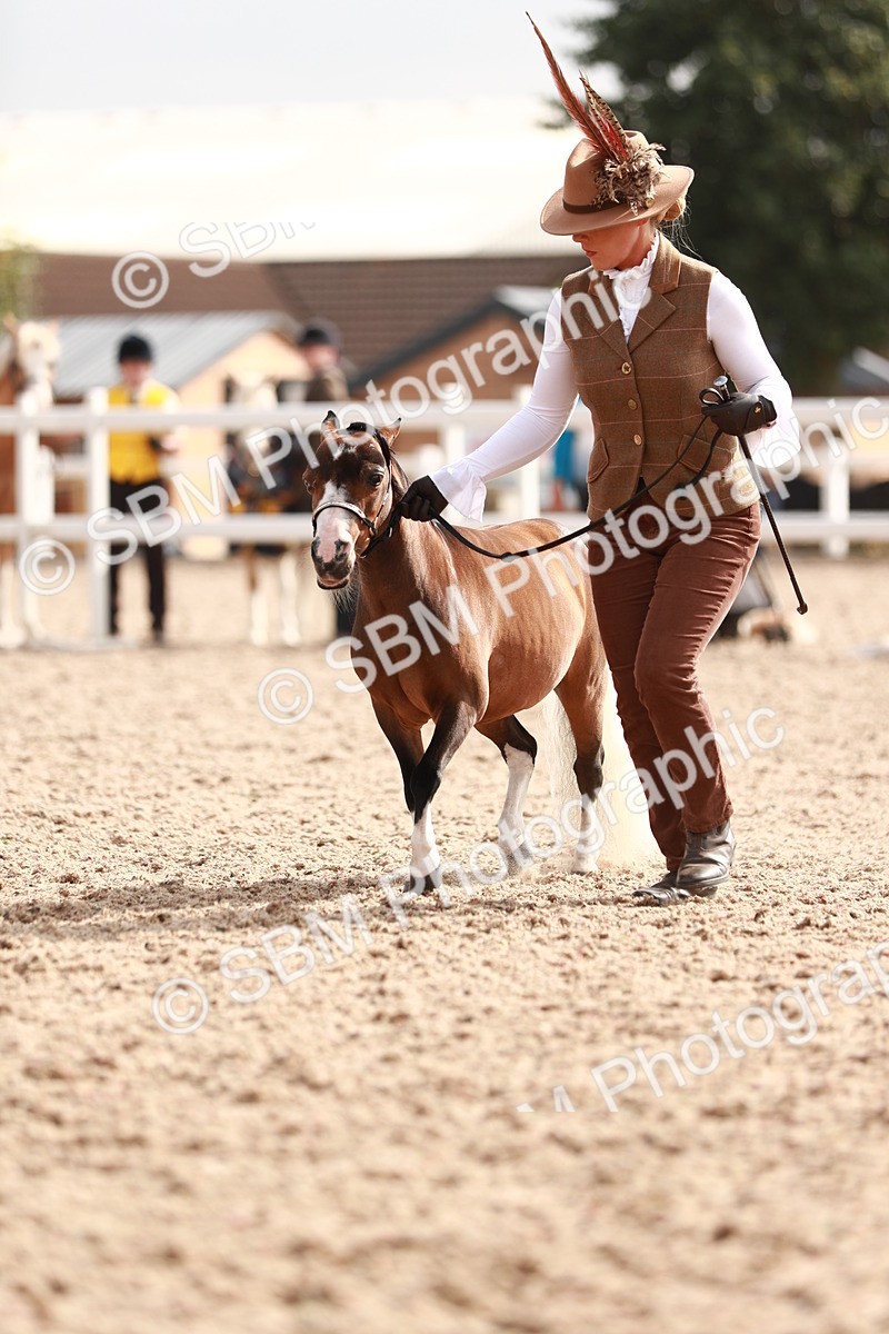 SBM_11859 - Class 206 IH Non Show Type Pony
