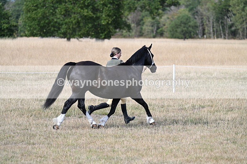 WJ7_8242 - In-hand Championship