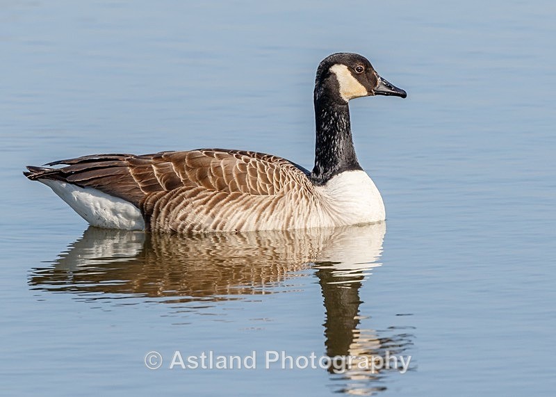 Astland Photography, Bird and Wildlife Images, Susan and Peter Wilson, U.K.