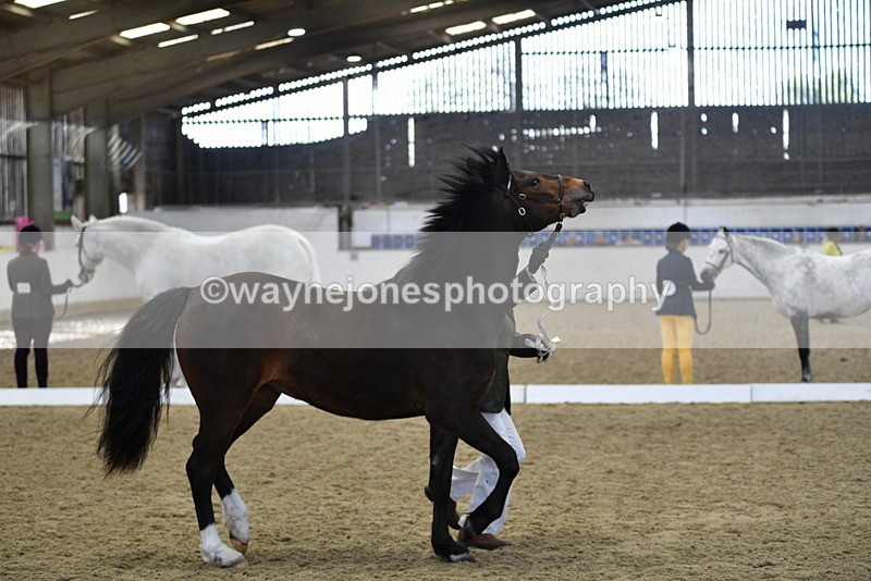 WJ5_4382 - Class 6 In hand M&M - Large Breeds