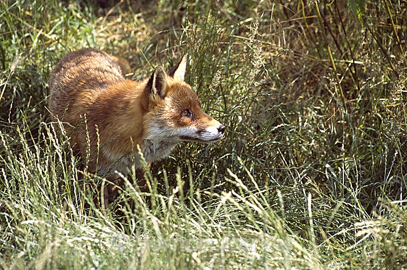 Fox - Wildlife