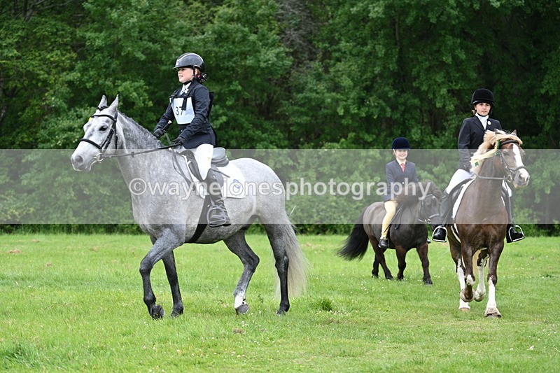WJ7_4340 - Class 14A Handsome Gelding