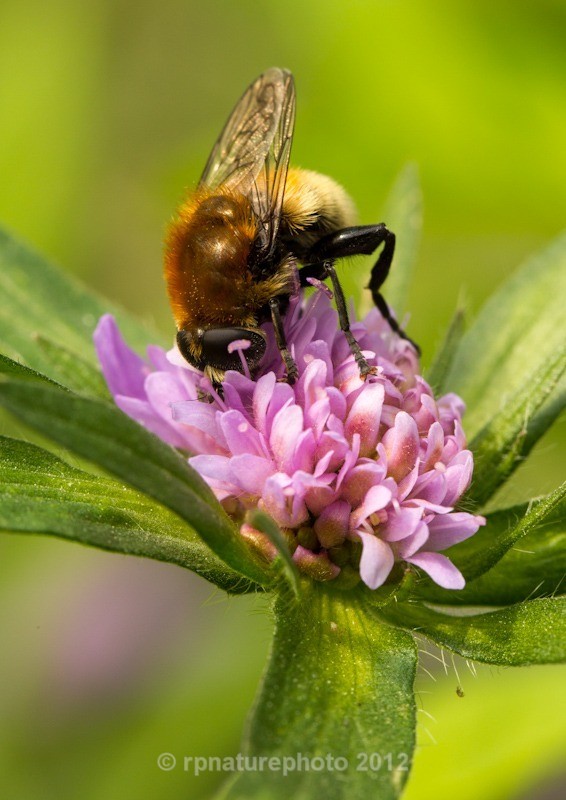 Hoverfly - C.Berberina RPNP0702 - Insects & Spiders