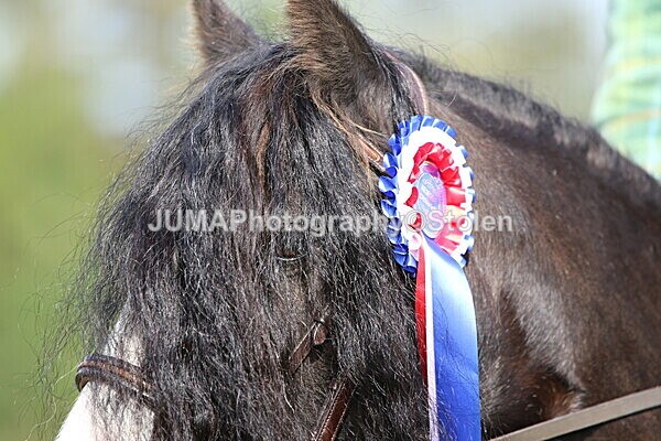 SIAL6913 - championships