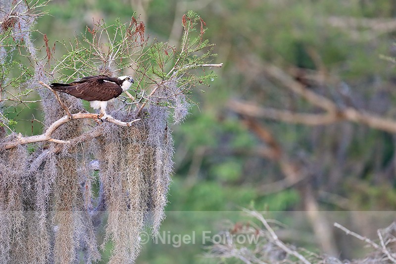 Osprey perched in tree at Blue Cypress Lake, Florida - Osprey