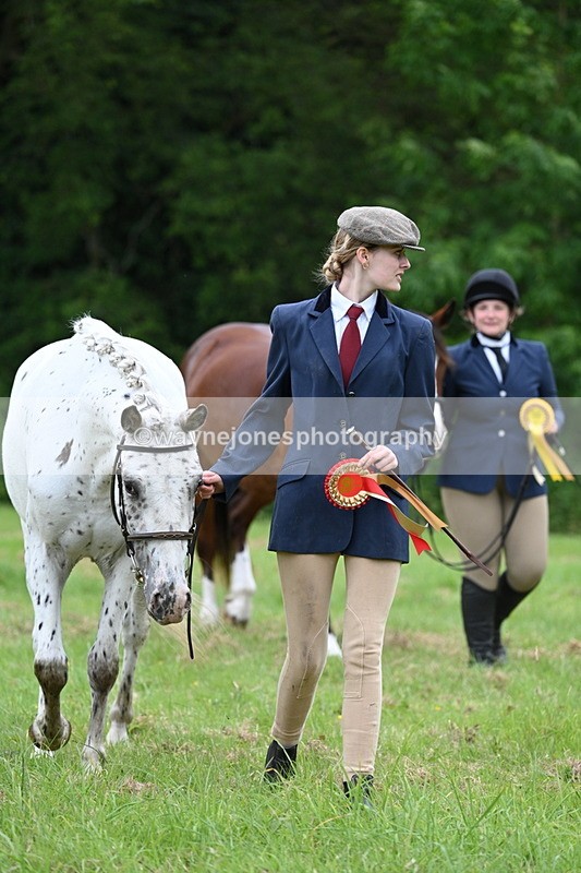 WJ7_4578 - Class 14B Prettiest Mare