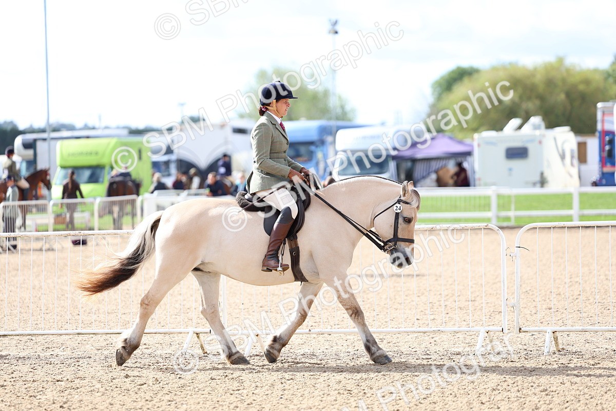 SBM_10754 - Class 305 - Ridden Foreign Breeds - Pure Bred