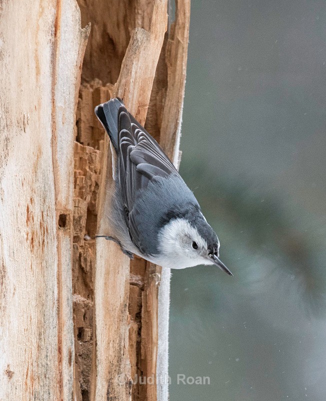 White-breasted Nuthatch - Yellowstone