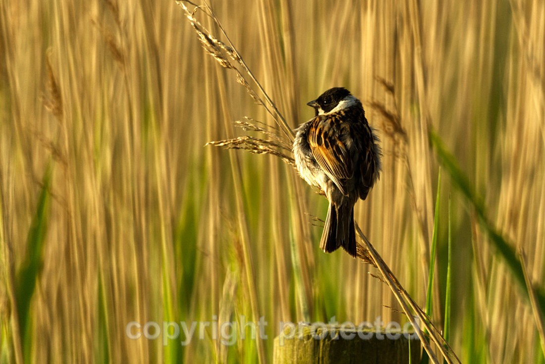 Reed Bunting - RSPB Frampton Marshes - Lincolnshire - Birds
