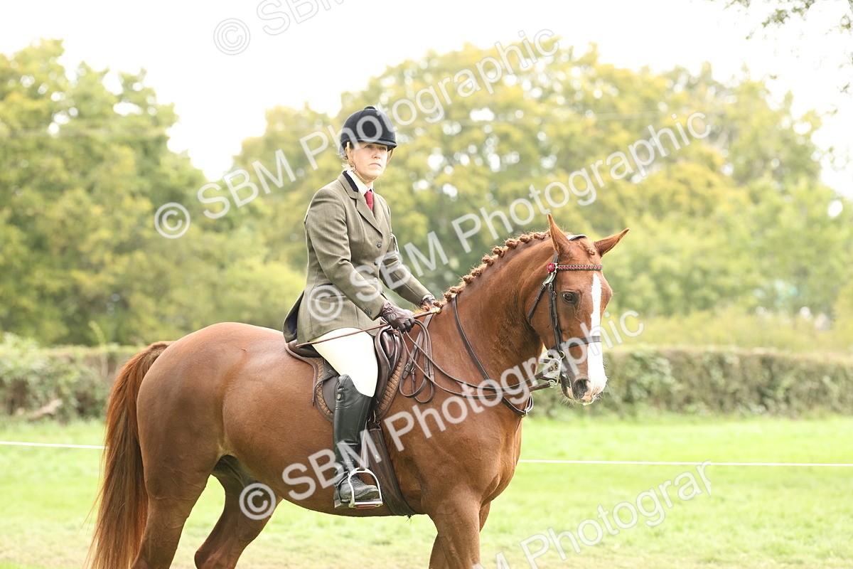SBM_64138 - S65 - Riding Horse & Hack & Thoroughbred Ridden