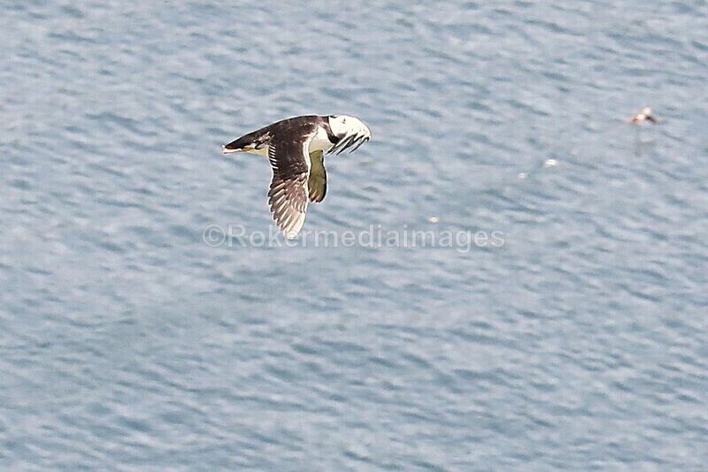 _56A7179 - Skomer 2019