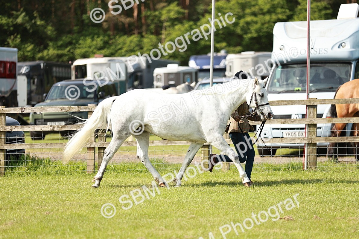 SBM_01625 - Class 14-23 - Mountain & Moorland In Hand Non Welsh