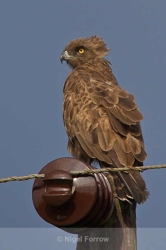 Brown Snake-eagle perched on top of a telegraph pole - Brown Snake-eagle