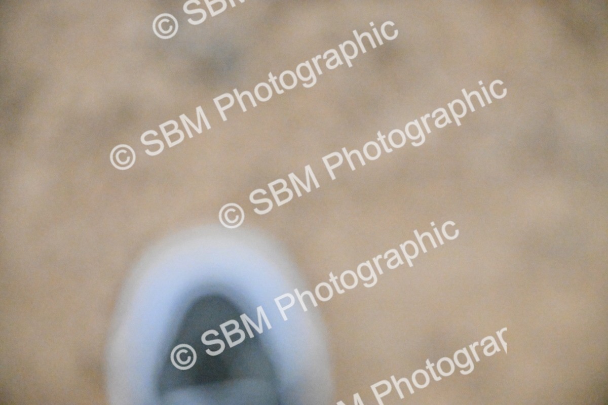 SBM_002973 - Class 37,38 - UKPSAF Performance Horse & Pony