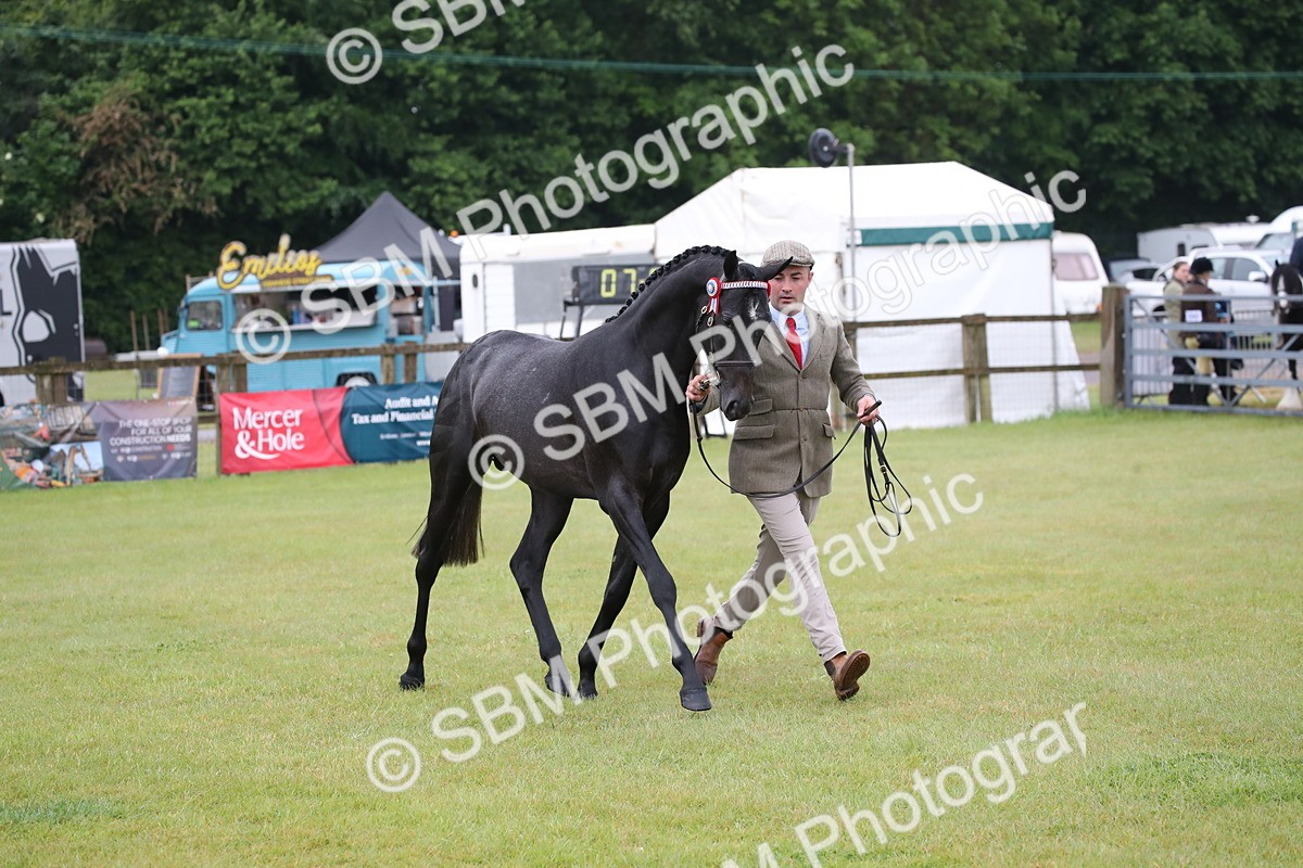 SBM_00068 - Class 17-20 - Arab & Part Bred - Anglo Arab In Hand