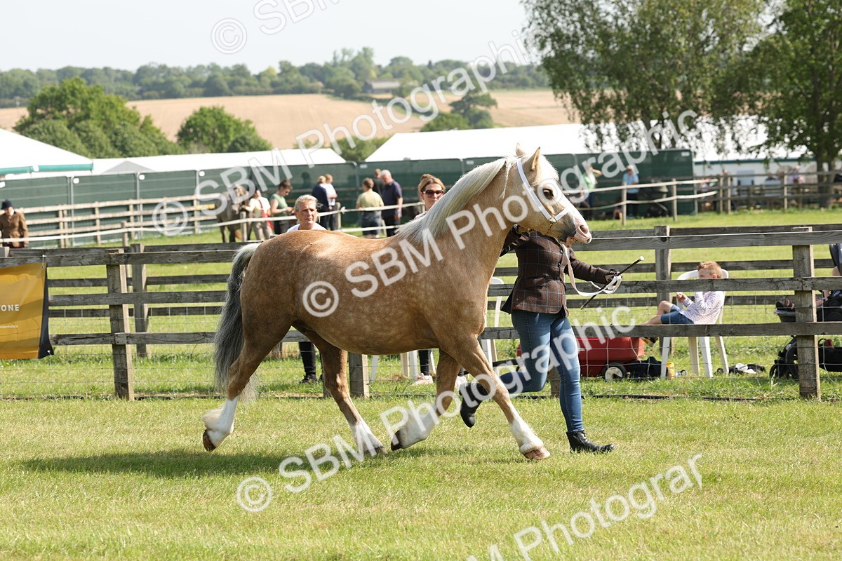 SBM_02049 - Class 6-13 - Mountatin and Moorland In Hand Welsh Breeds