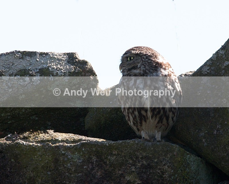 20080713-025 - Little Owl