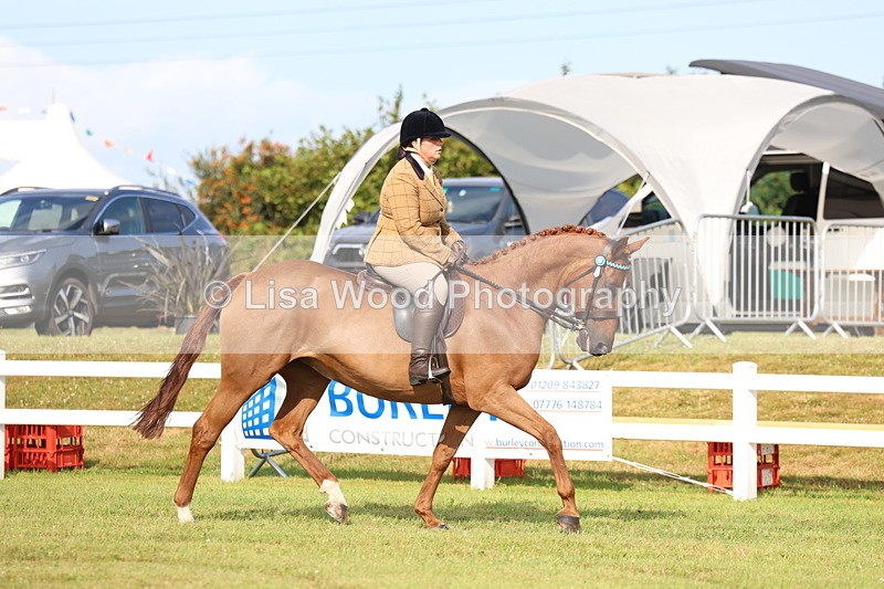 3E7A8213 - Class 2: Rising Star Large Hack/Riding Horse