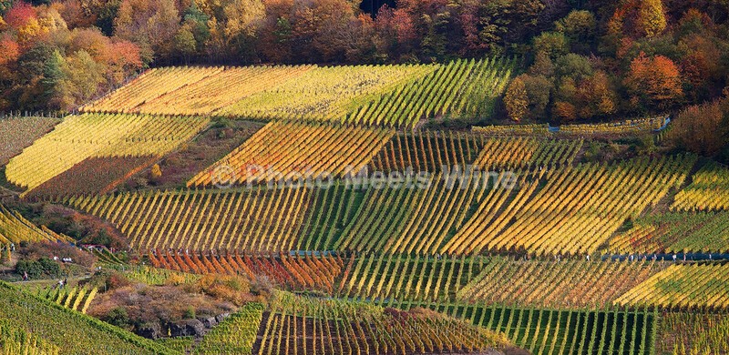 - Vineyards & Vines / Weinberge & Reben
