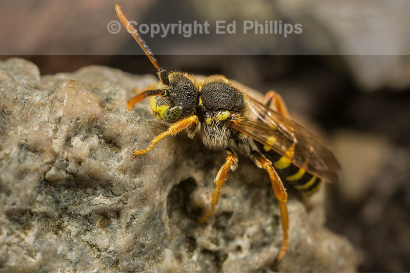 Nomada goodeniana (m)