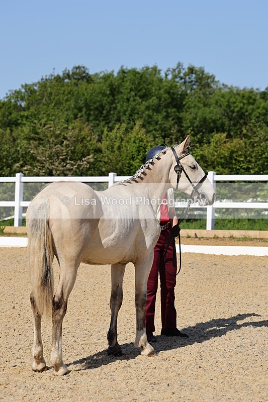 1X9A0769 - Class 4: Youngstock 1, 2, 3 year old to exceed 153cm