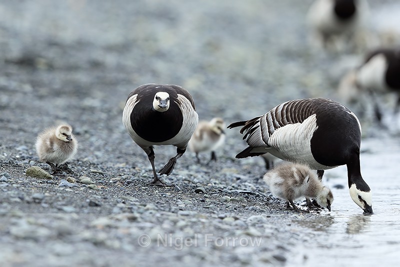 Barnacle Geese drinking, Jokulsarlon, Iceland - Barnacle Goose