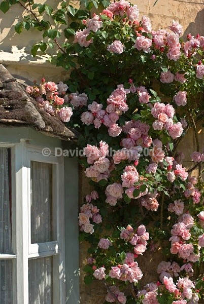 Rose window - Gardens & plants