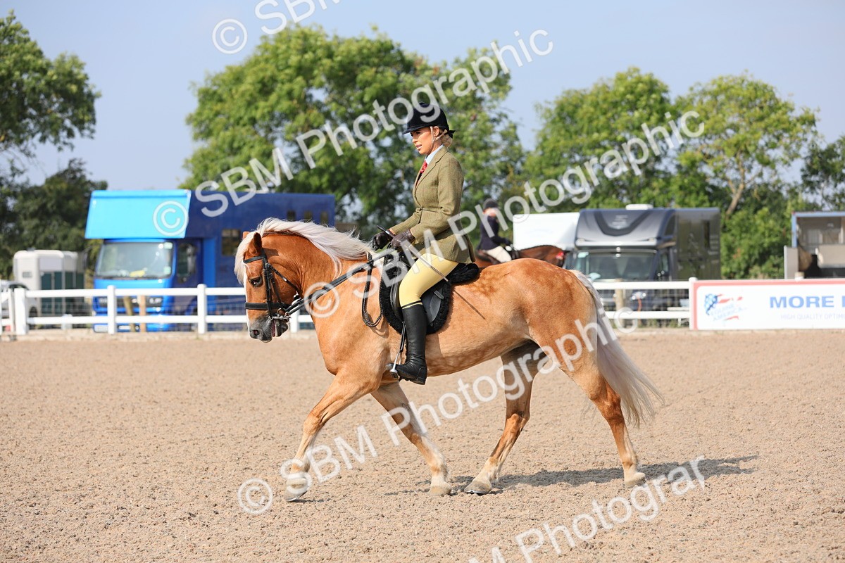 SBM_11361 - Class 305 Ridden Foreign Breeds- Pure Bred