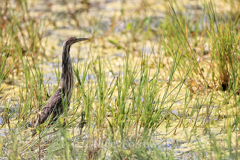 American Bittern, Viera Wetlands, Florida - American Bittern