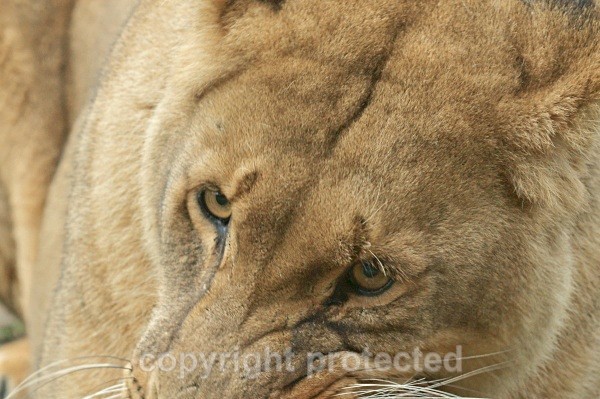 African Lion - Malika (Colchester Zoo) - African Lions