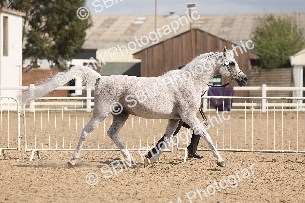 SBM_06840 - Class 25 - IH Foreign Breeds - Purebred
