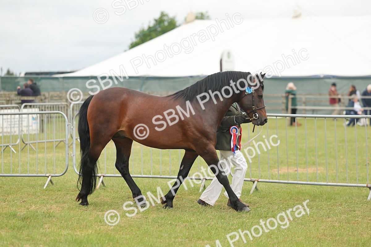 SBM_05069 - Class 50-57 - M&M Welsh Pony In Hand