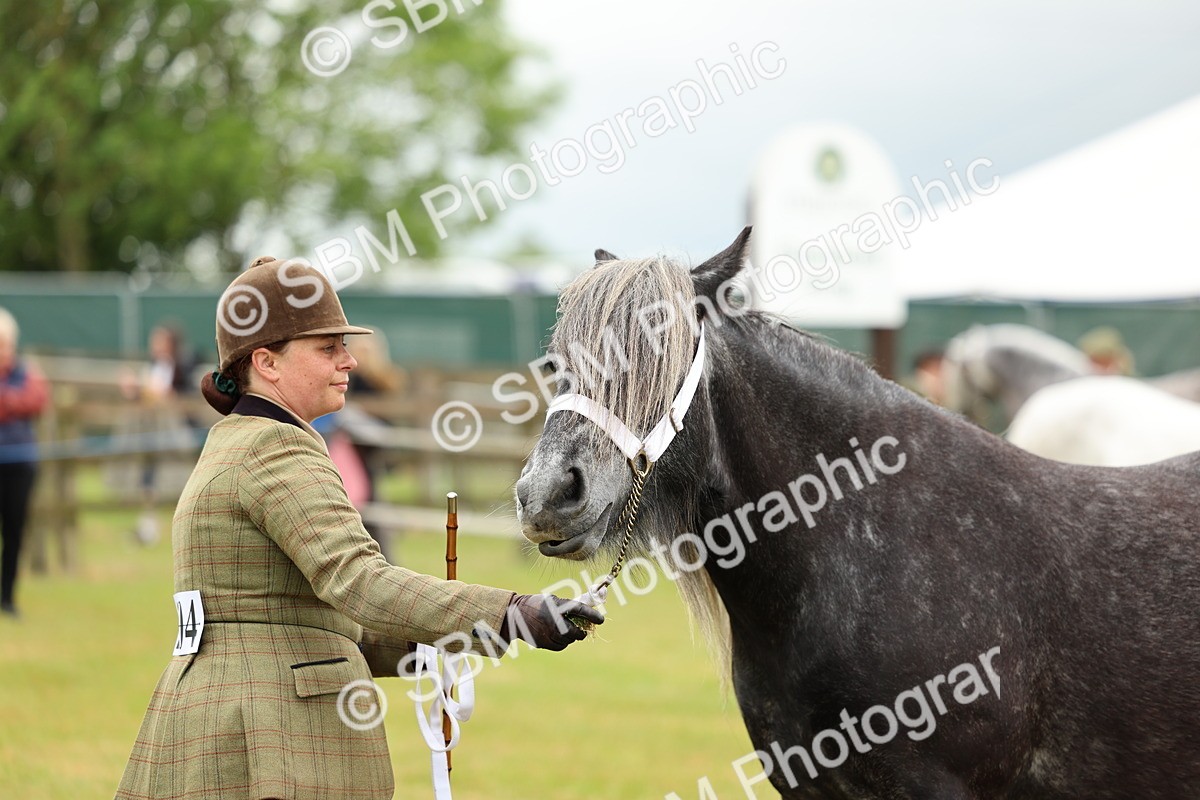 SBM_00422 - Class 58-67 - M&M Non Welsh Pony In hand