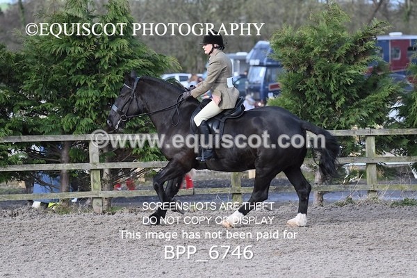 BPP_6746 - RING 1  (RIDDEN HORSES / IN HAND / VETERAN ETC)