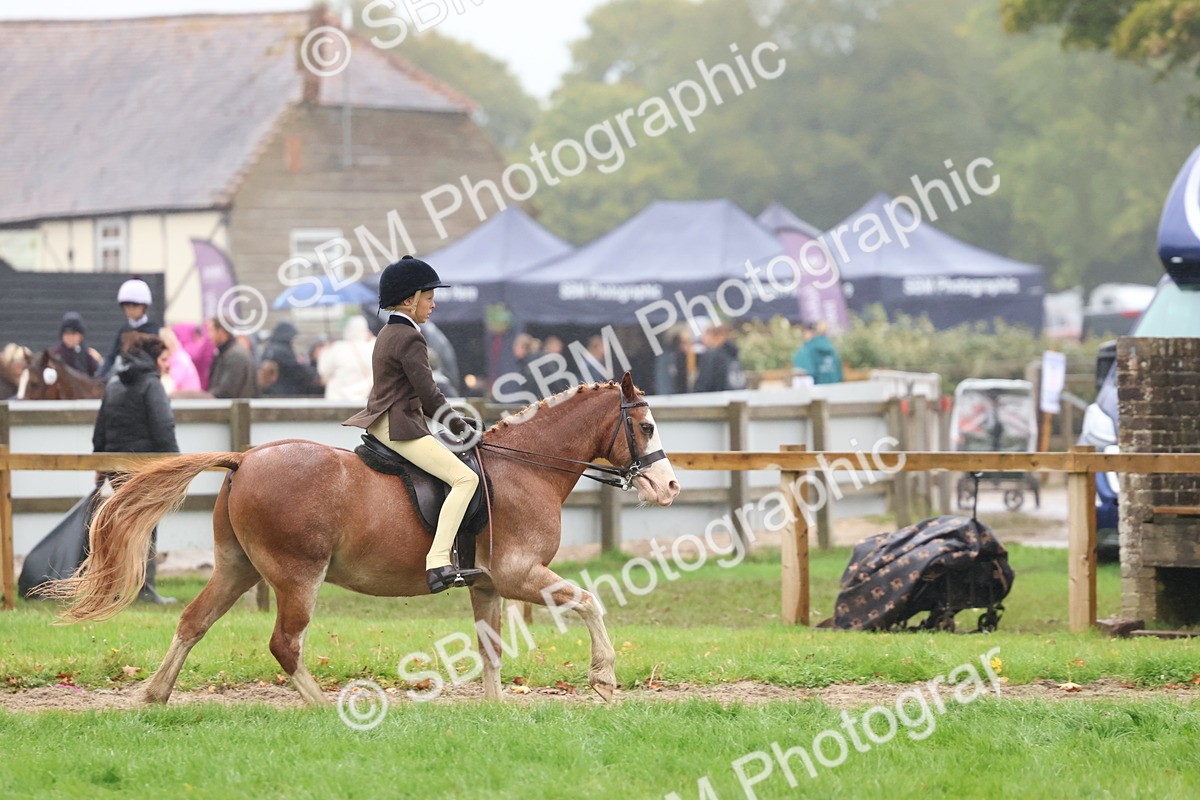 SBM_73072 - S63 Show Pony & Show Hunter Pony Ridden