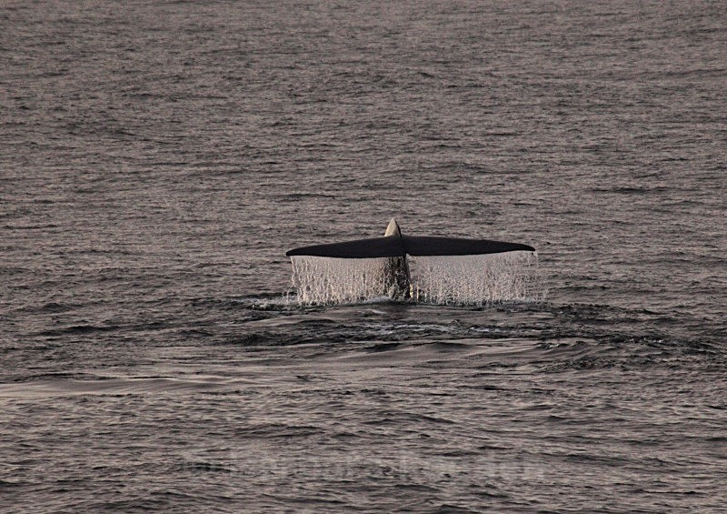Blue Whale 8889a - Summer time