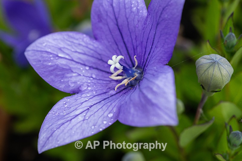 ANT_8886-1 - Plants