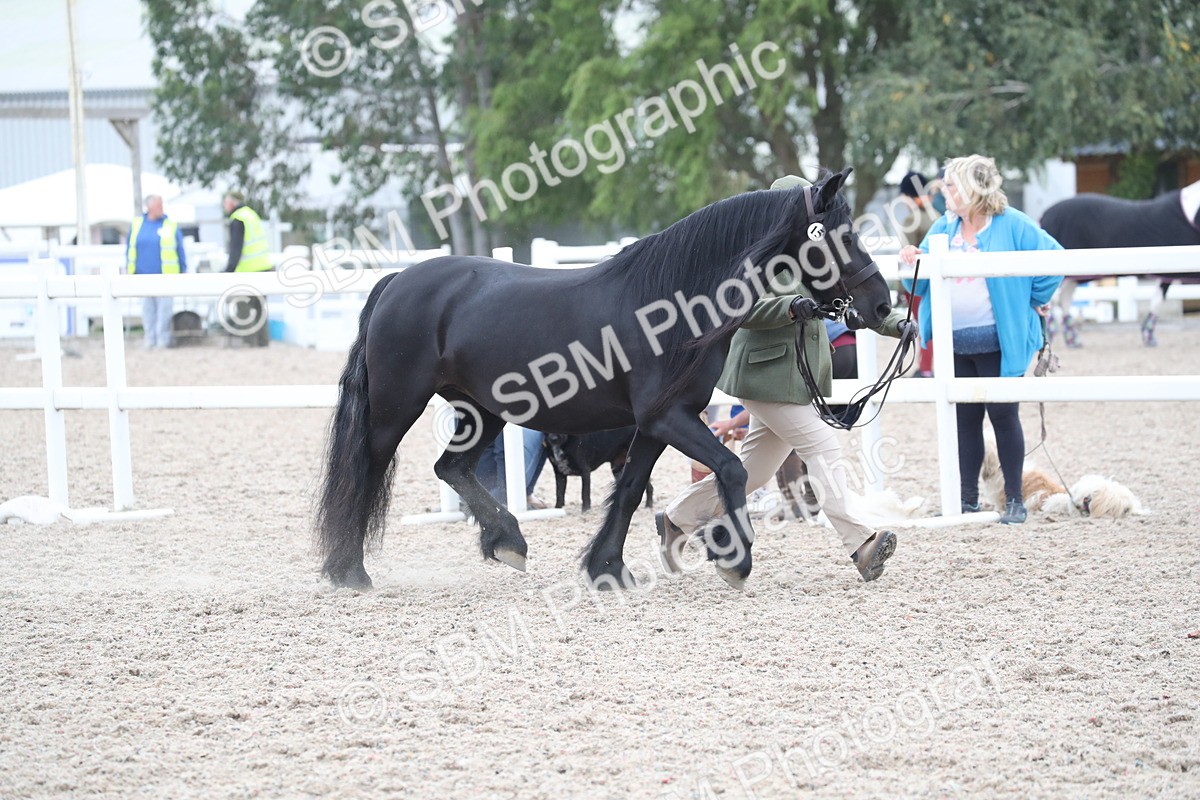 SBM_17919 - Class 317 IH Pure bred Horse/Pony