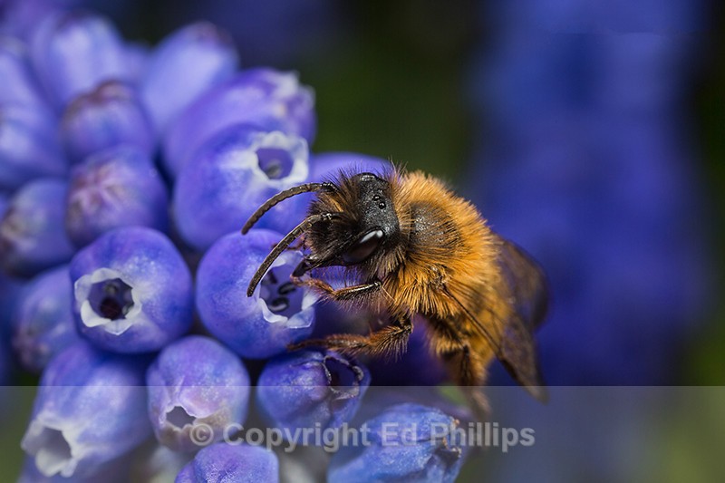 Andrena nigroaenea (m)
