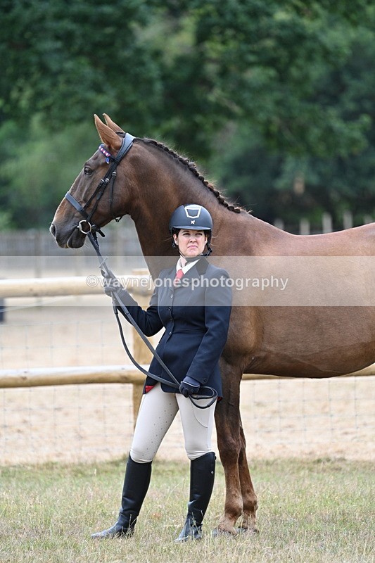 WJ7_9816 - Class 5a Most Handsome Gelding (above 14.2hh)