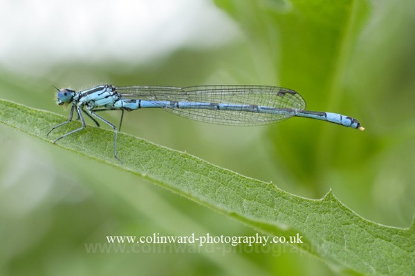 Damsel Fly. Ref 5443 - macro and nature.