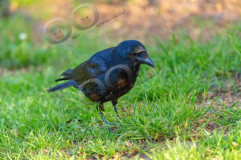 carrion crow Corvus corone-5831 - UK birds