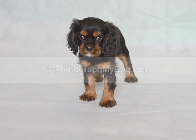  - Cavalier King Charles Spaniels