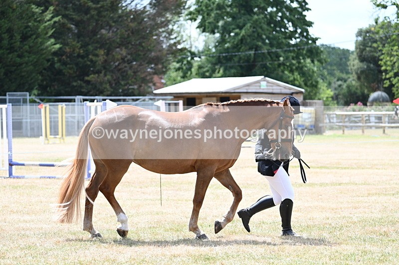 WJ7_1991 - Class 4a Prettiest Mare 14.2hh and over hand