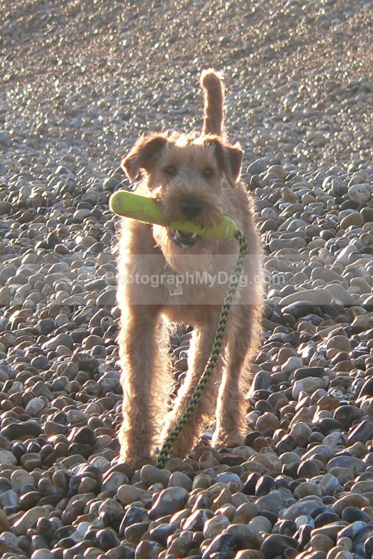  - Irish Terriers